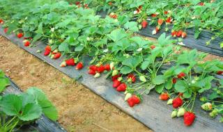 浙江草莓种植时间 什么时候种草莓